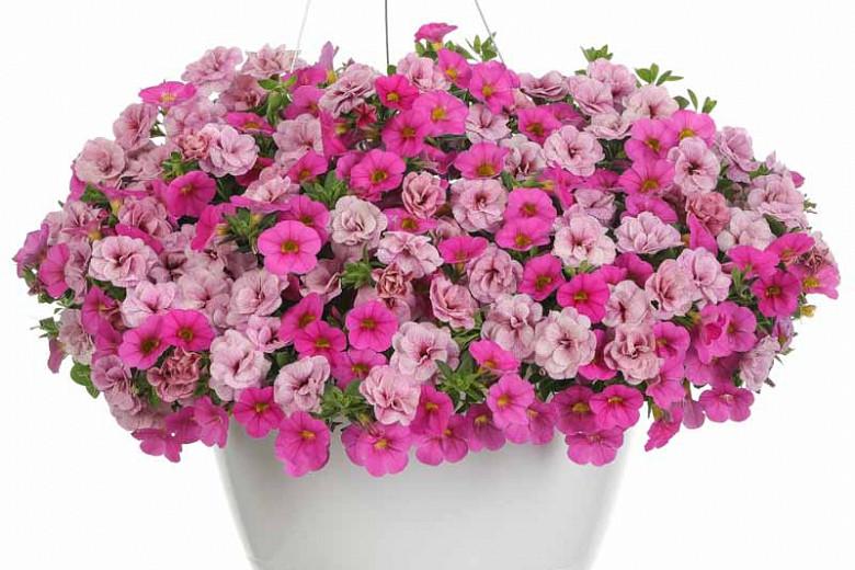 Calibrachoa 'Superbells Pink', Superbells Pink Calibrachoa, Mounding Calibrachoa, Trailing Calibrachoa, Pink Calibrachoa, Pink Flowers